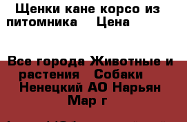 Щенки кане корсо из  питомника! › Цена ­ 65 000 - Все города Животные и растения » Собаки   . Ненецкий АО,Нарьян-Мар г.